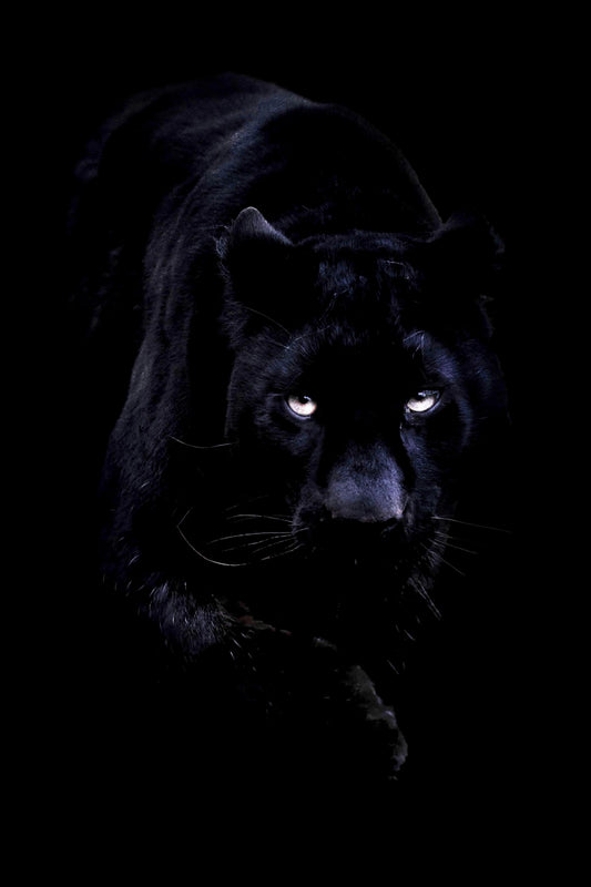 Panther